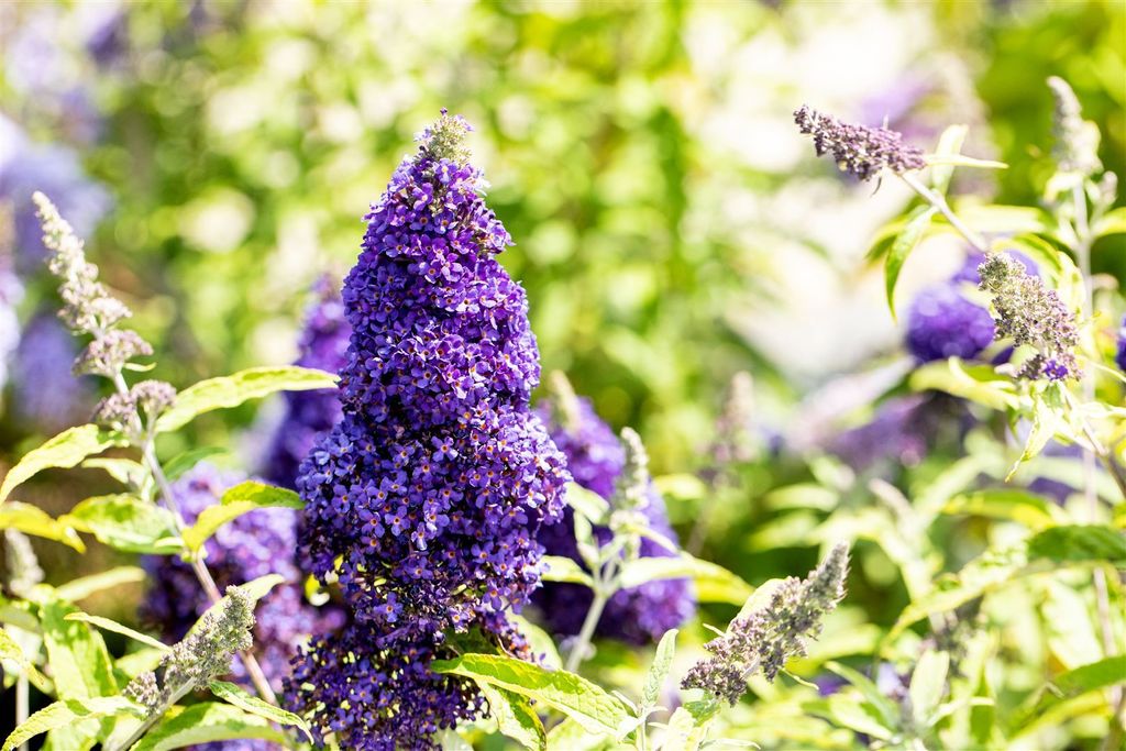 Buddleja davidii 'Adonis Blue', Schmetterlingsflieder, blau, 40–60 cm
