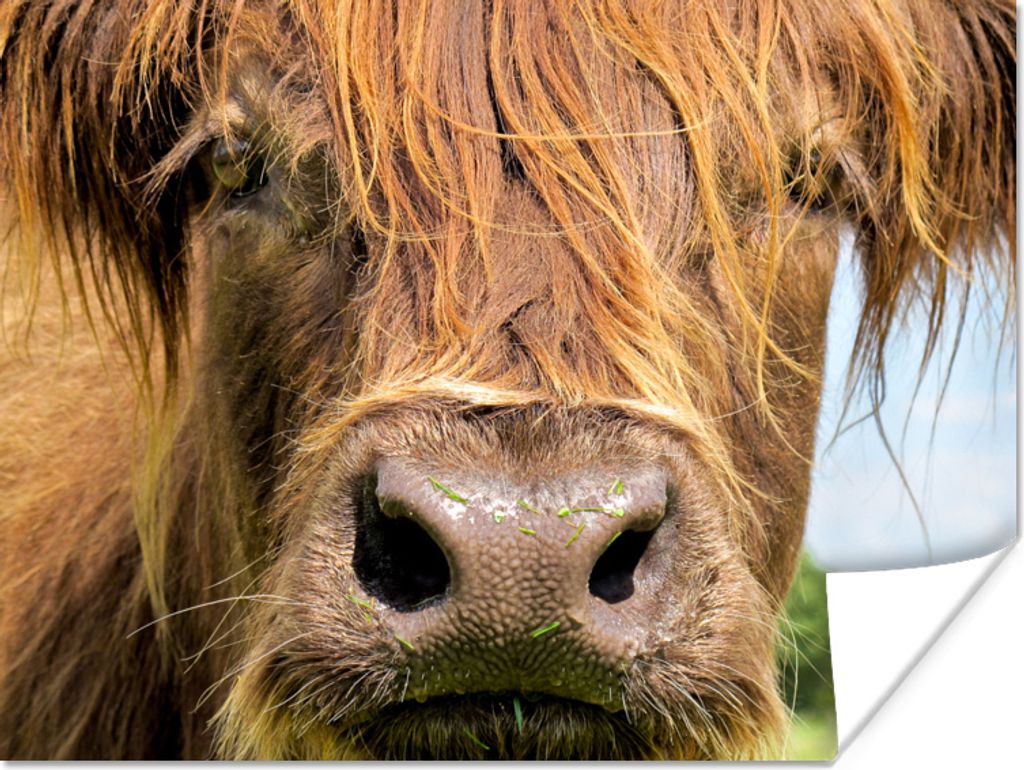 MuchoWow Poster Schottisches Hochlandrind - Nahaufnahme 120x90 cm - Wandbild