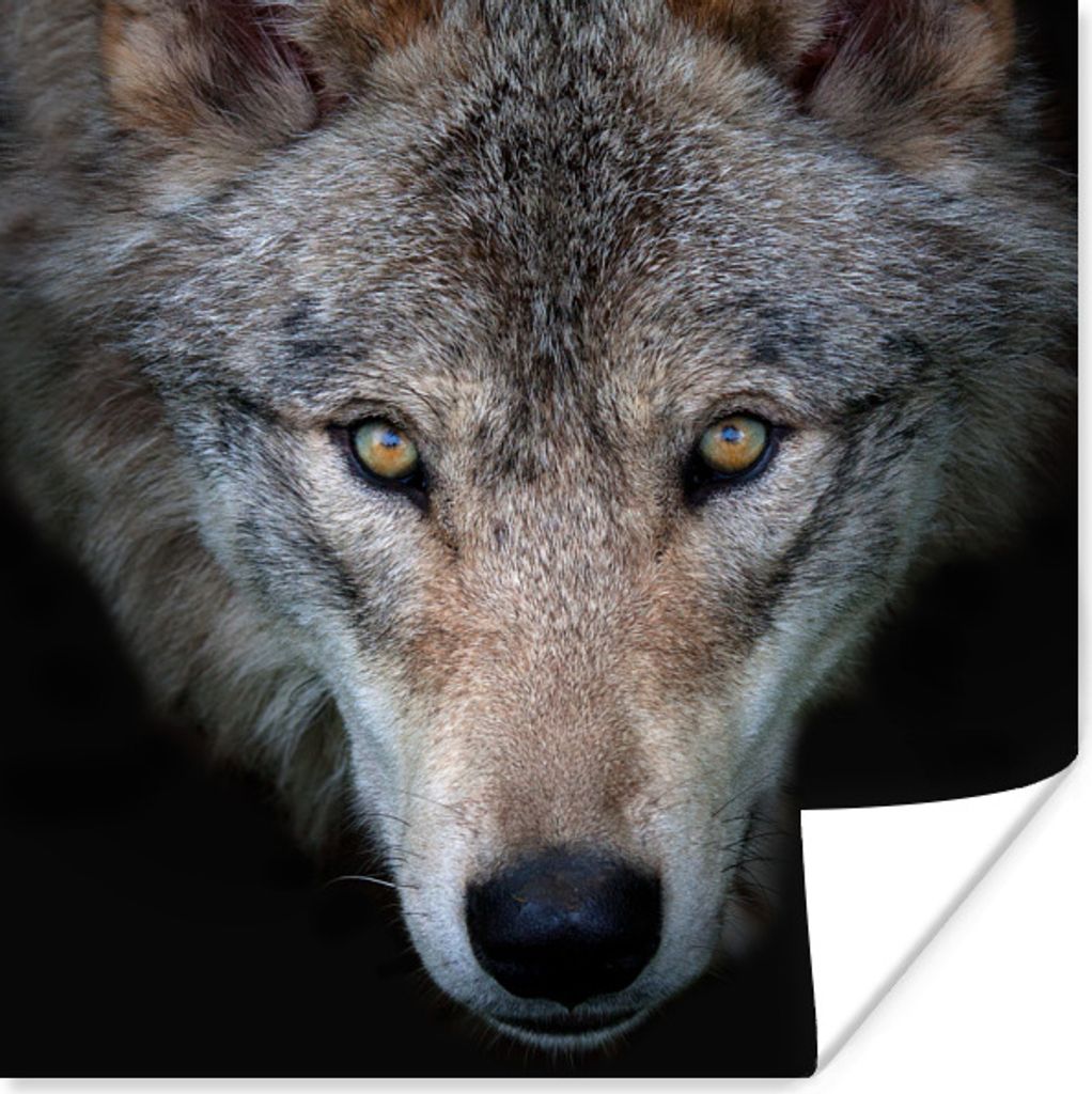 MuchoWow Poster Wolf - Porträt - Schwarz 100x100 cm - Babyzimmer