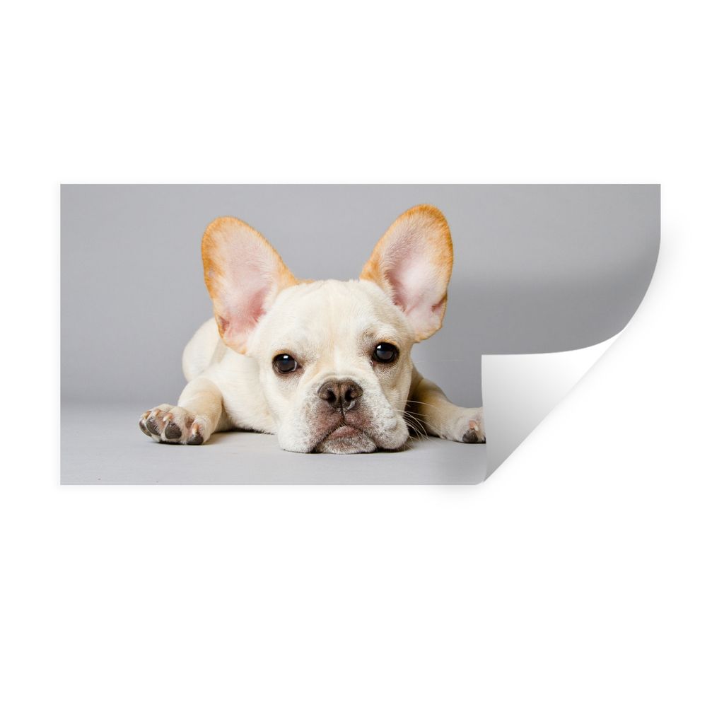 MuchoWow Wandtattoo Wandsticker Wandaufkleber Französische Bulldogge - Weiß - Beine 160x80 cm Selbstklebend und Repositionierbar - Sticker - De...