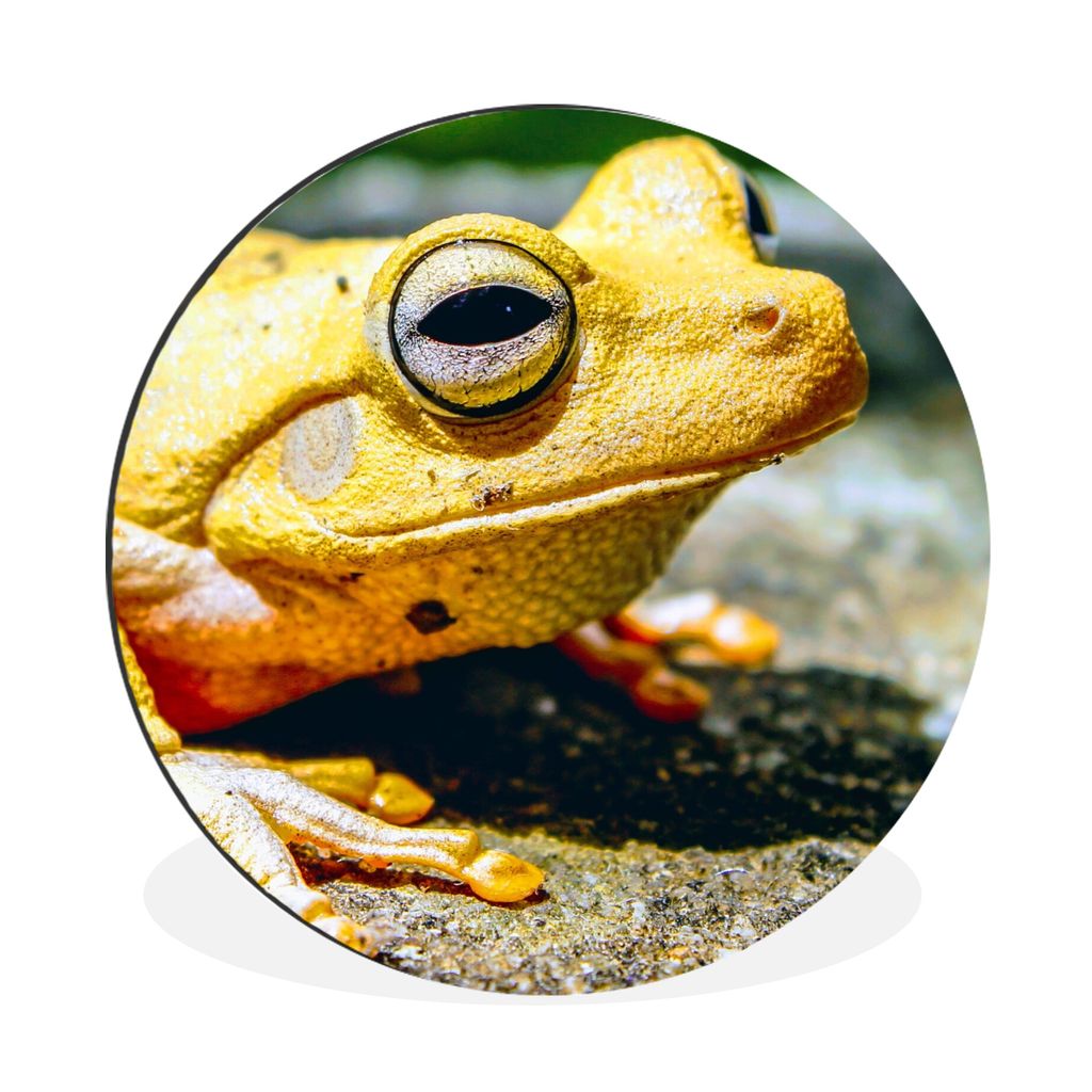MuchoWow Aluminium Wandkreis Gelber Frosch auf dem Boden sitzend Ø 60 cm Wanddeko Modern Wohnzimmer - Wand Kreis - Wandbild - Schlafzimmer - Alu...
