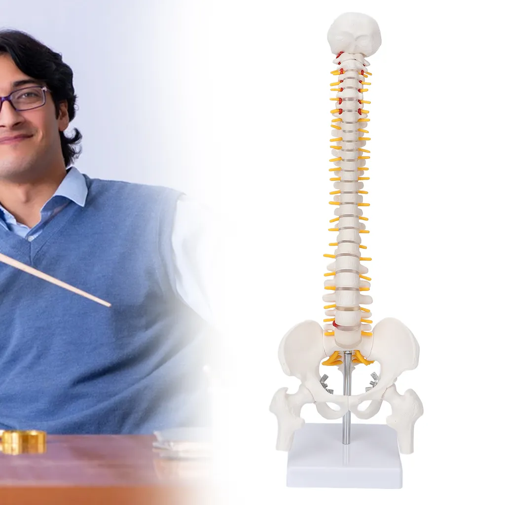 Modèle de colonne vertébrale flexible avec vertèbres et nerfs spinaux