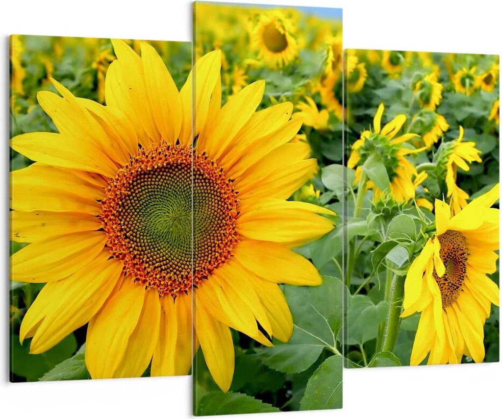 Bild auf Leinwand - Leinwandbild - Wolken Sonnenblumen Plantagen - 130x100cm - Wand Bild - Wanddeko - Leinwanddruck - Bilder - Kunstdruck - Leinwan...