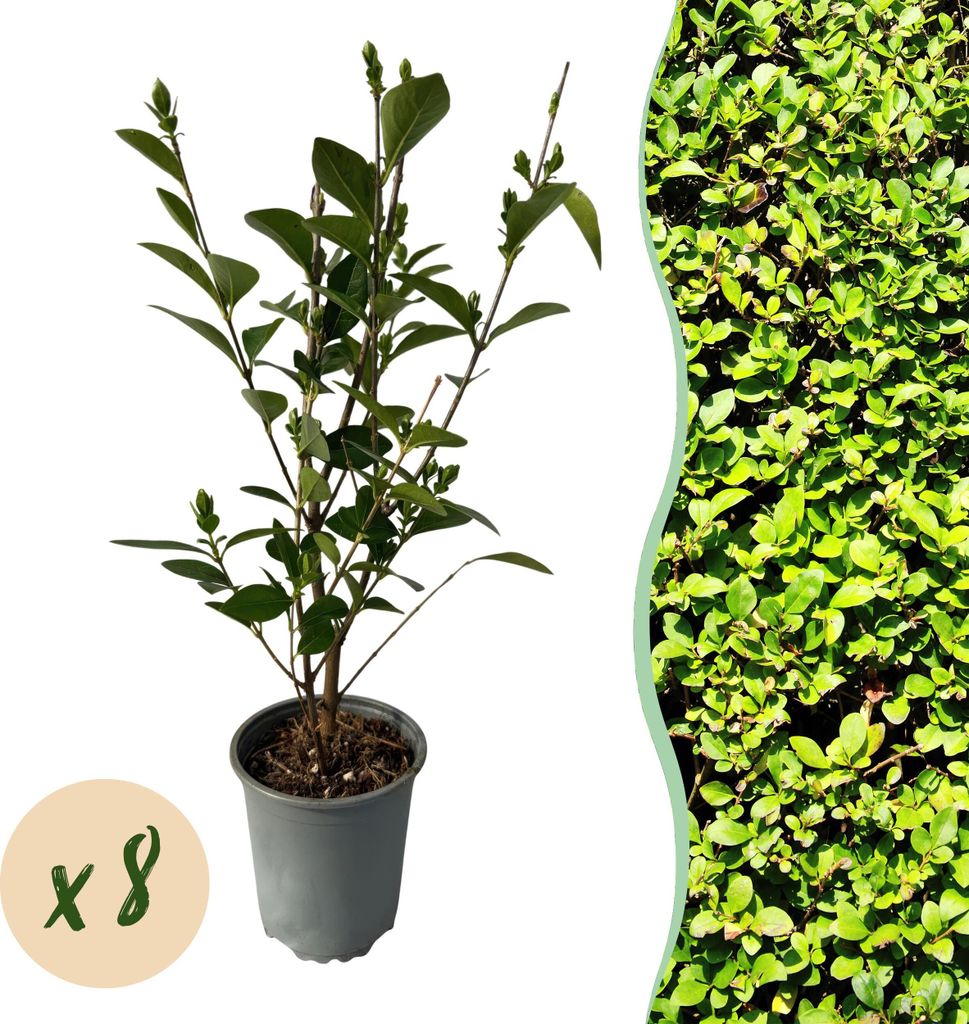 GreenboutiQ - Heckenpflanzen - Ligustrum ovalifolium - Blatt grün - 8 Pflanzen - 1 laufender Meter - immergrün - Topf 9cm Höhe 35-40cm
