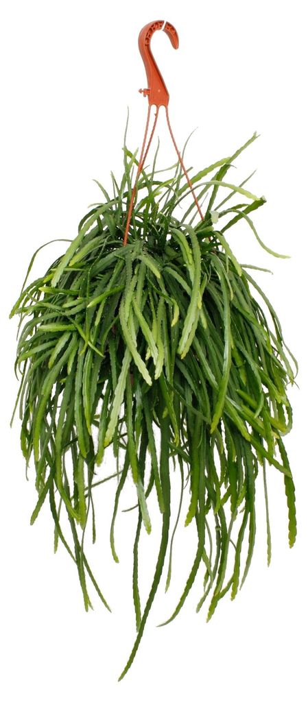 Lepismium bolivianum - Pfeiffera - Cactus a foglia senza Immagine del prodotto 