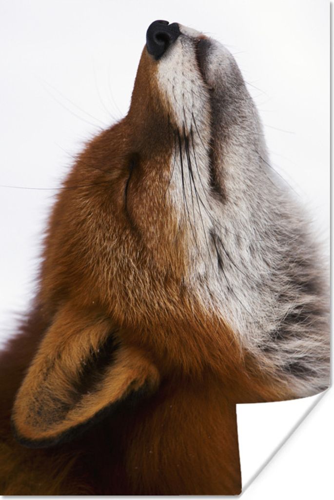 MuchoWow Poster Fuchs - Nase - Weiß 20x30 cm - Papierdruck