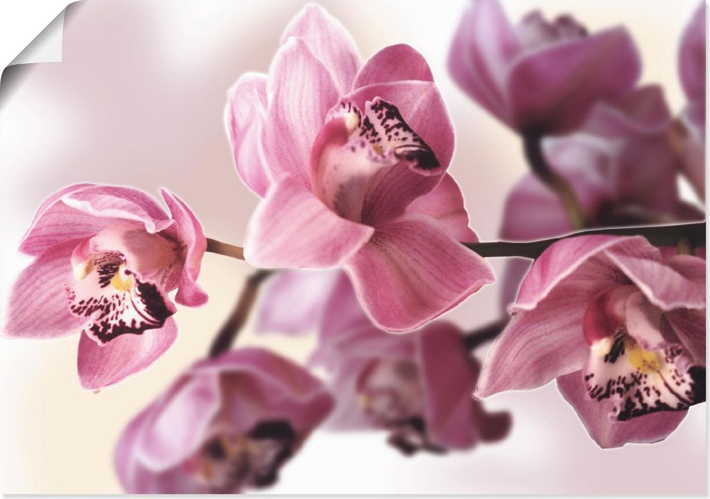 ARTland Poster Rosa Orchidee Größe: 70x50 cm