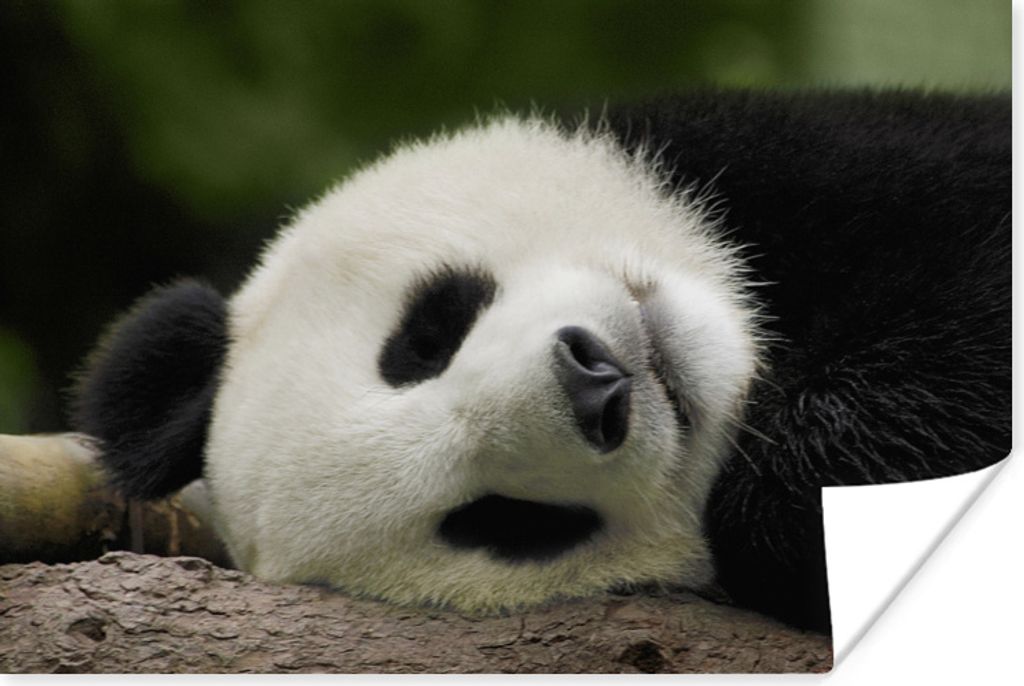 MuchoWow Poster Panda - Bären - China 90x60 cm - Schlafzimmer