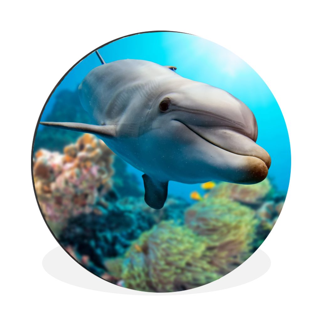MuchoWow Aluminium Wandkreis Delfin - Meer - Koralle Ø 60 cm Wanddeko Modern Wohnzimmer - Wand Kreis - Wandbild - Schlafzimmer - Aluminium Bild ...