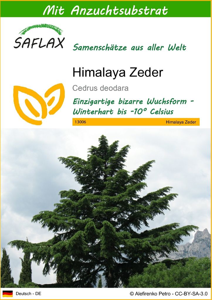 SAFLAX - Himalaya Zeder - 35 Samen - Mit keimfreiem Produktbild 