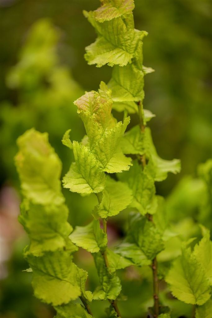 Ulmus hollandica 'Wredei', Goldulme, gelbgrün, ca. 12 cm Topf