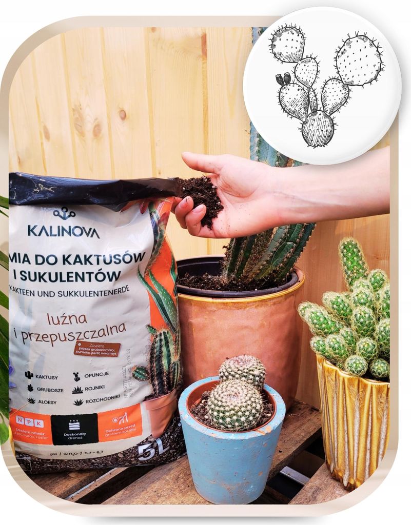 Blumenerde fr Kakteen und Sukkulenten 5l - Optimale