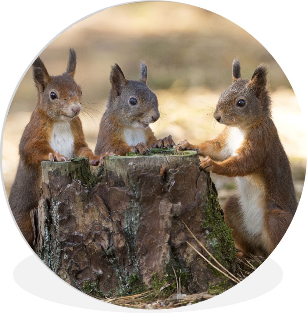 MuchoWow Rundes Wandbild - Runde Bilder Drei Eichhörnchen um abgehackten Baum Ø 30 cm Kreis Wanddekoration Kunststoff - Wandkreis - Wandschmuck...