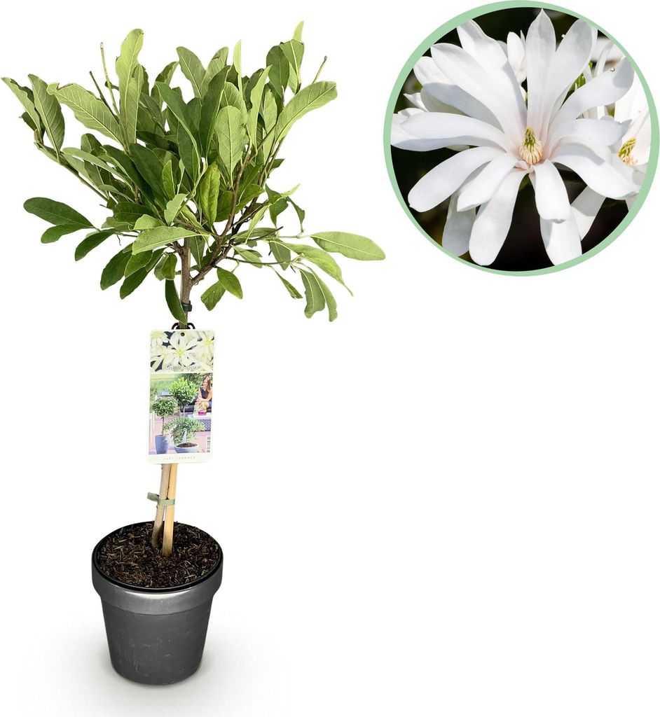 Magnolia gwiazdzista (Magnolia stellata) 19cm, wysokosc Zdjęcie produktu 