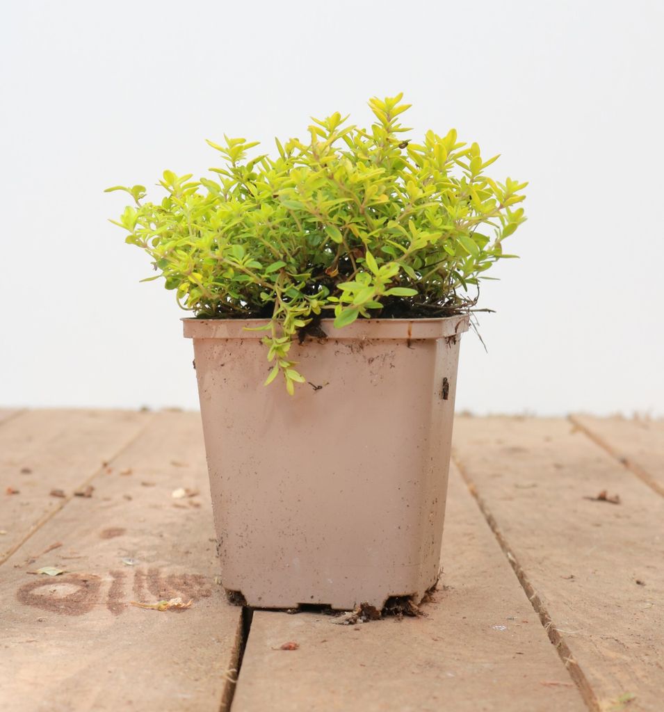 Thymus x citriodorus 'Golden Dwarf', Zitronenthymian, goldgelb, ca. 9x9 cm Topf