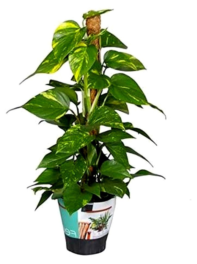 Efeutute am Moosstab 40 cm - Epipremnum Aureum - Zimmerpflanzen - rankend - Ampelpflanzen