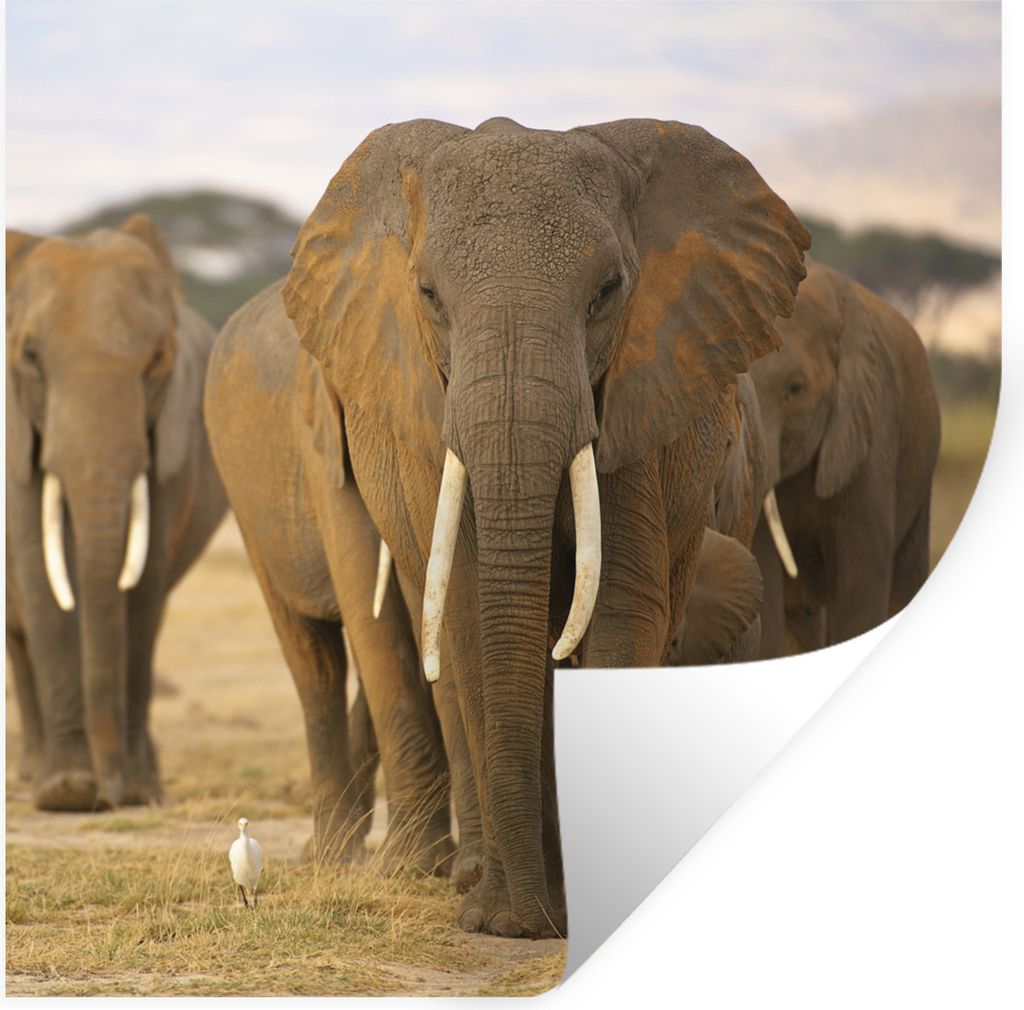 MuchoWow Wandtattoo Wandsticker Wandaufkleber Elefant - Gras - Grau 50x50 cm Selbstklebend und Repositionierbar - Selbstklebend - Fototapeten