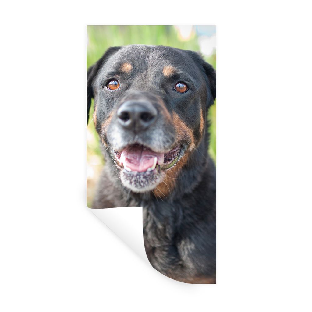 MuchoWow Wandtattoo Wandsticker Wandaufkleber Porträt eines Rottweilers 40x80 cm Selbstklebend und Repositionierbar - Repositionierbar - Wasser ...