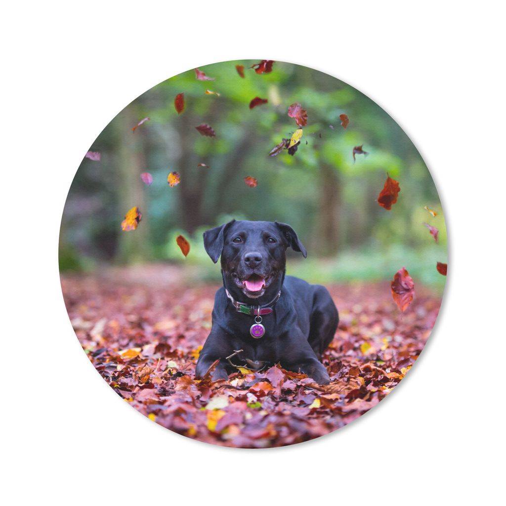 MuchoWow Mauspad Mousepad Schwarzer Labrador Retriever inmitten schöner Herbstblätter liegend 30x30 cm - Mousepads - Maus Mat - Pad - Mausunter...