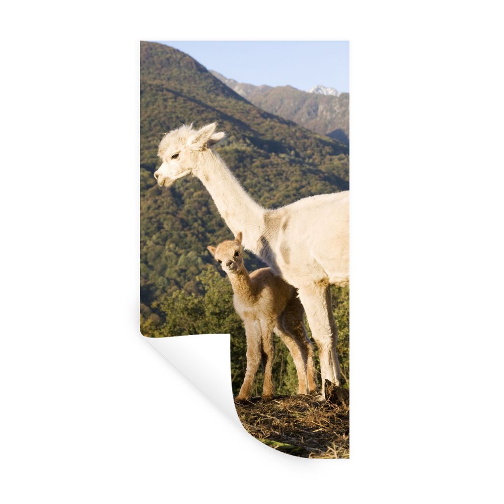 MuchoWow Wandtattoo Wandsticker Wandaufkleber Alpakas - Berge - Natur 80x160 cm Selbstklebend und Repositionierbar - Sticker - Dekorfolie