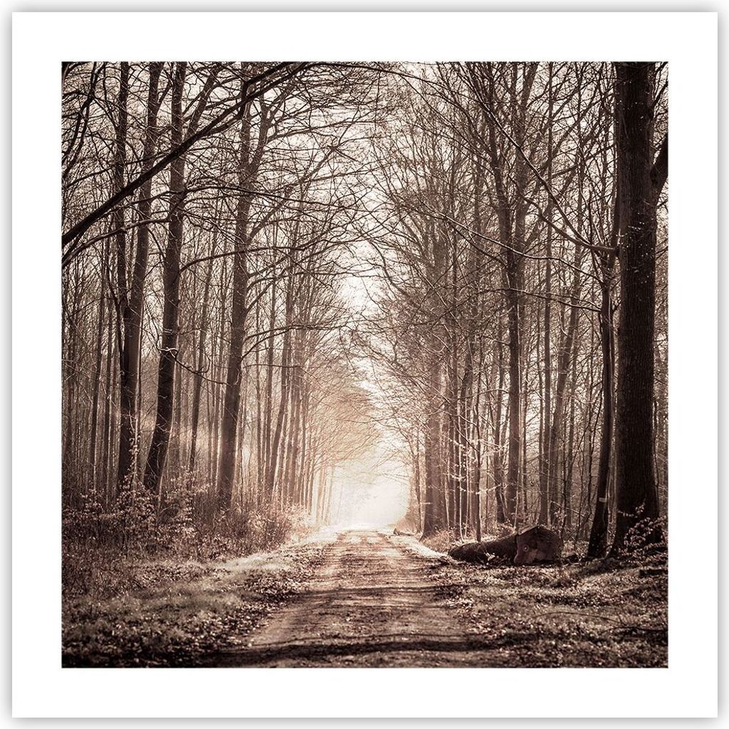 Poster - Poster ohne Rahmen - Wald Straße Baum - 50x50 cm - Wand Bild - Wanddeko - Wandbilder - Kunstposter - Wandposter - Bilder - Kunstdruck - W...