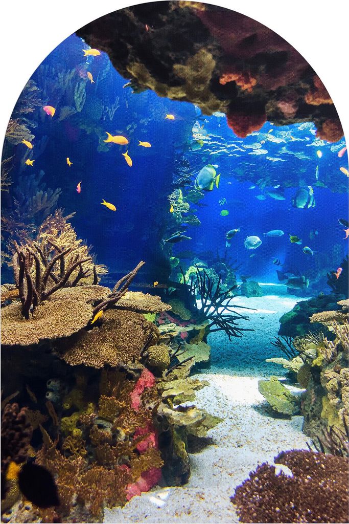 DEQORI Fototapete Rundbogen 120x180 cm 'Exotisches Aquarium' Wand Tapete Leinwand Sticker