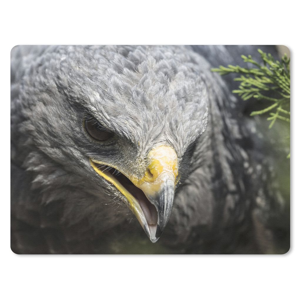 MuchoWow Mauspad Mousepad Nahaufnahme eines Raubvogels mit grauem Gefieder 40x30 cm - Mousepads - Maus Mat - Pad - Mausunterlage - Anti Rutsch
