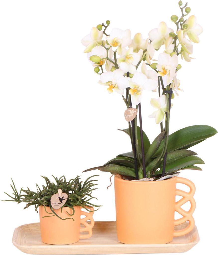 Kolibri Orchids | Plantenset Optimisme Small| Groene Planten Met Witte Phalaenopsis Orchidee In Optimism Sierpotten En Witte Dienblad