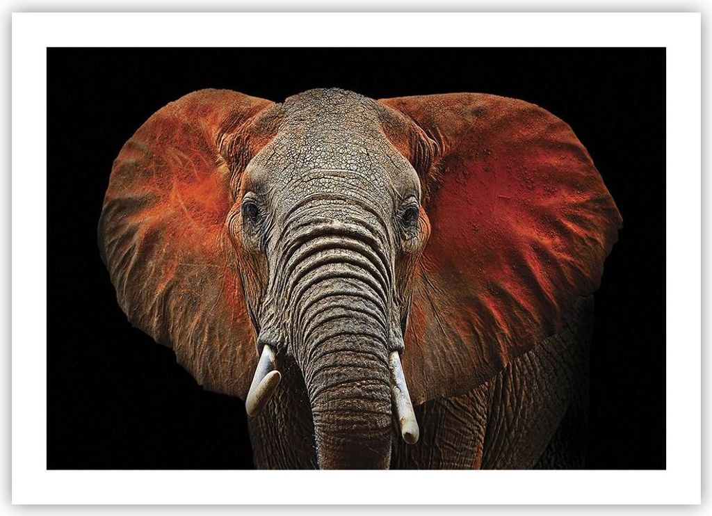Poster - Poster ohne Rahmen - Elefant Rot Ohren - 70x50 cm - Wand Bild - Wanddeko - Wandbilder - Kunstposter - Wandposter - Bilder - Kunstdruck - W...