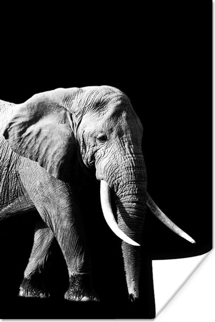 MuchoWow Poster Elefant mit langen Reißzähnen auf schwarzem Hintergrund - schwarz und weiß 60x90 cm - Wanddekoration