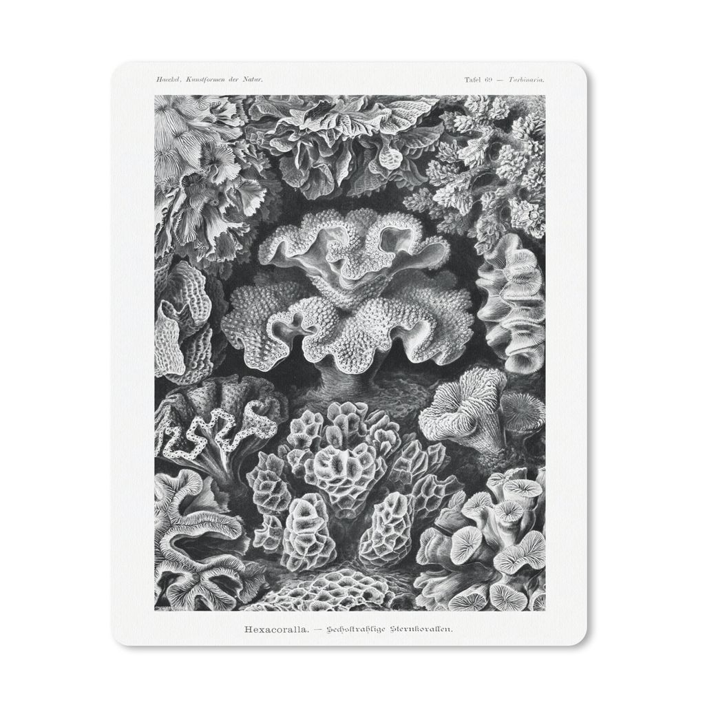 MuchoWow Mauspad Mousepad Kunst - Koralle - Ernst Haeckel - Alte Meister - Natur 19x23 cm - Mousepads - Maus Mat - Pad - Mausunterlage - Mauspads...