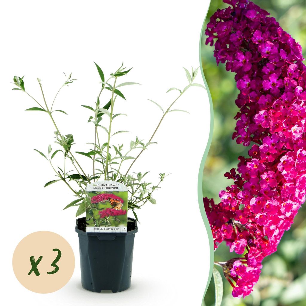 Green boutiQ - Gartenpflanze - Buddleja davidii Royal Red - Schmetterlingsstrauch - Winterhart - Rot - 3 Pflanzen - Topf 17cm - Höhe 45cm