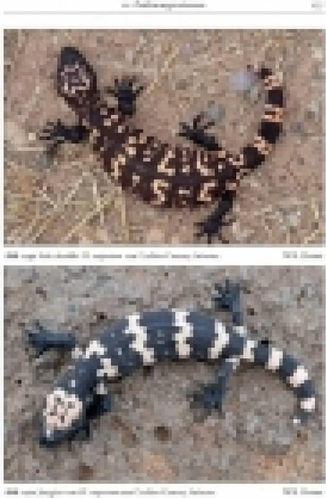 Livre Heloderma suspectum guide pour aménagement terrarium lézard - 6