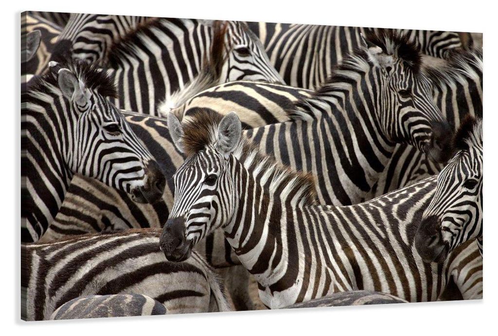 5104 Afrika Zebra Leinwandbild 120x80 cm