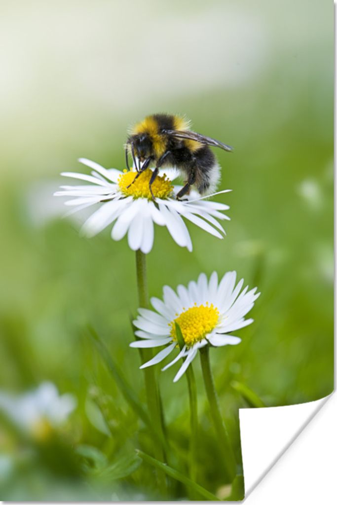 MuchoWow Poster Hummel - Gänseblümchen - Blumen 40x60 cm - Plakate für die Wand - Poster Babyzimmer