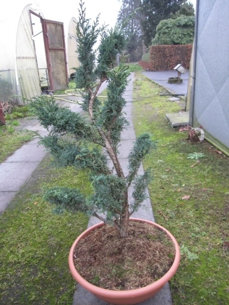 Juniperus chinensis Blaauw - China-Wacholder Blaauws Formschnitt