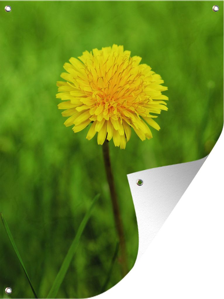 MuchoWow 60x80 cm Outdoor-Poster Gartendeko Sichtschutz Garten Poster für den Garten Gras - Löwenzahn - Blühend