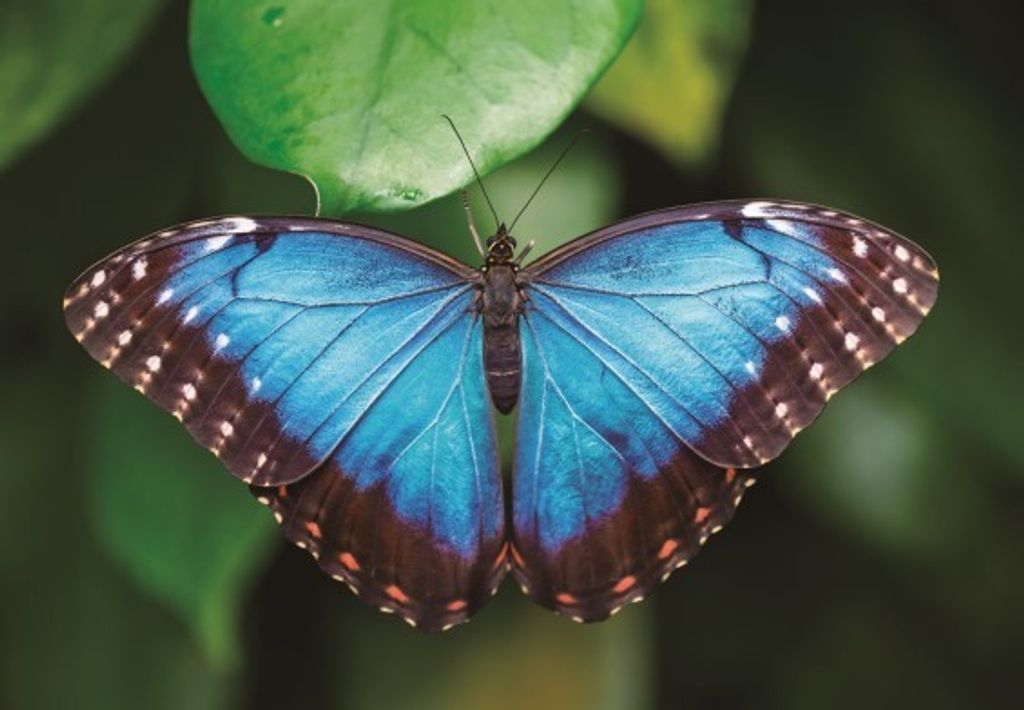 TischSet 3 D blauer Morphofalter, Platzset 2erSet Platzdeckchen Poster Bilder Schmetterling Tier