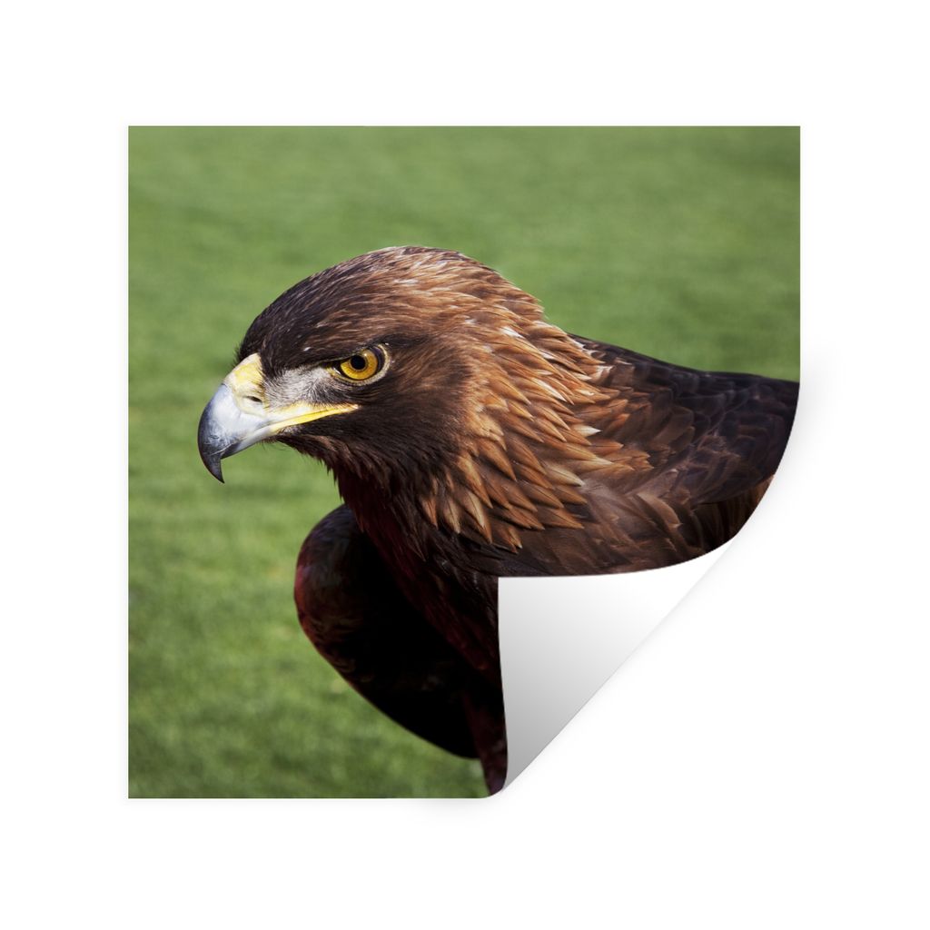 MuchoWow Wandtattoo Wandsticker Wandaufkleber Vogel - Adler - Gras 30x30 cm Selbstklebend und Repositionierbar - Repositionierbar - Wasser abweisend