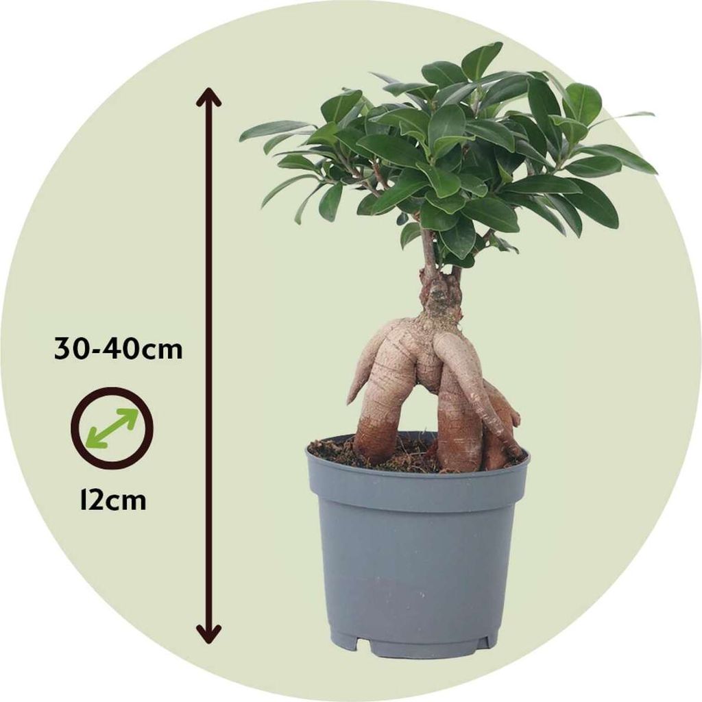 Entspannung Pflanze Zimmer Plant In A Box Echter Bonsai Mit Wasserfall &  Selbstbewsserung  Zen-Steine 25-35cm Hhe