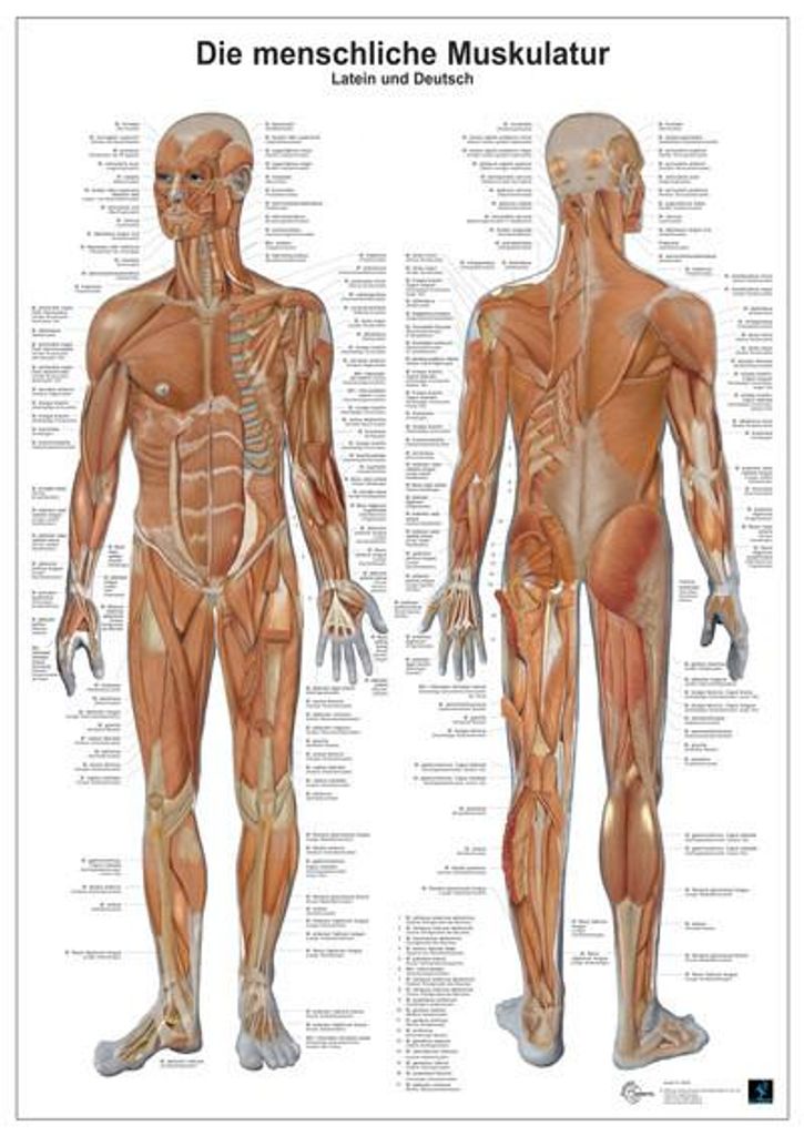 Anatomie-Lerntafel/Muskulatur