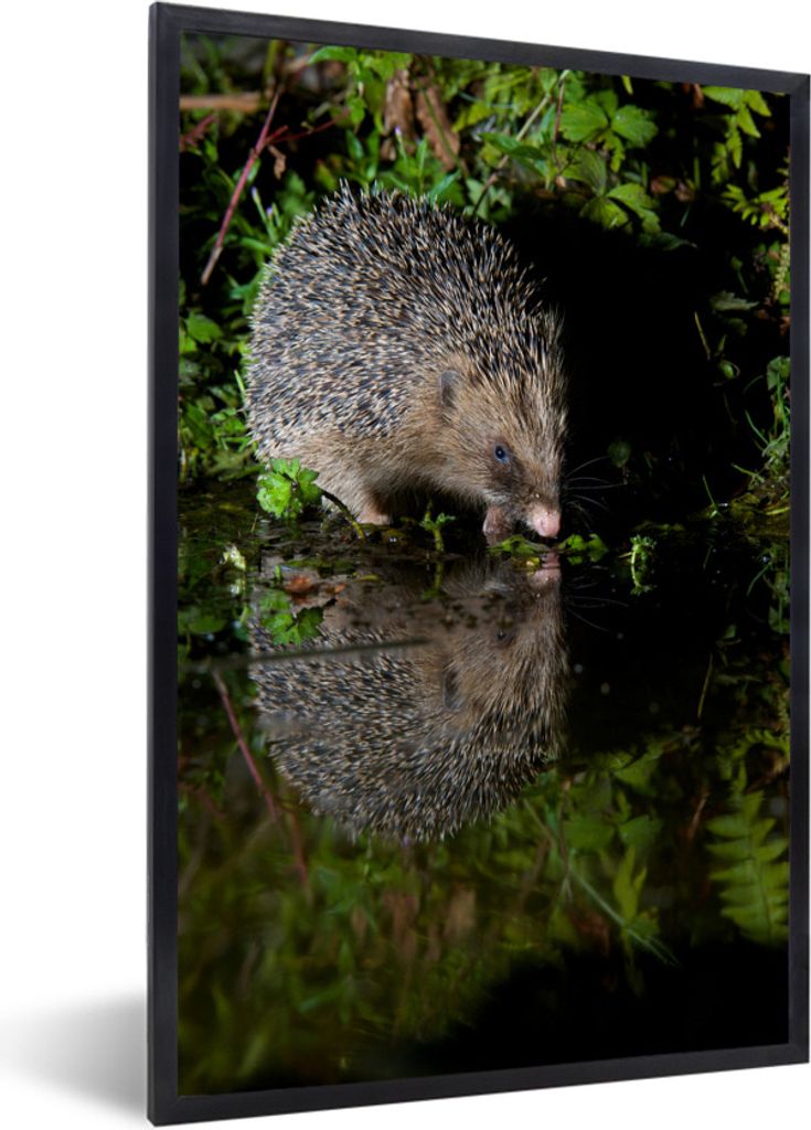 MuchoWow Gerahmtes Poster Igel trinkt Wasser 40x60 cm - Poster mit Schwarzem Bilderrahmen Wandposter Rahmen Foto Bilder - Papierdruck - Wandbilder
