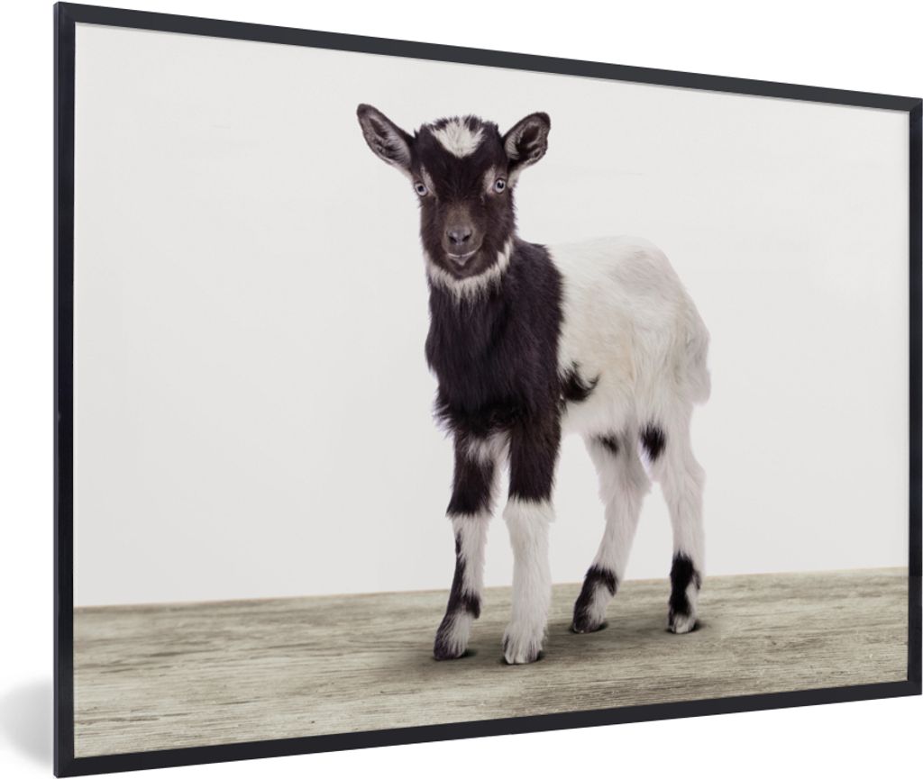 MuchoWow Gerahmtes Poster Ziege - Tiere - Kinder - Jungen - Mädchen 30x20 cm - Poster mit Schwarzem Bilderrahmen Wandposter Rahmen Foto Bilder -...