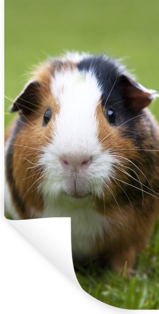 MuchoWow Wandtattoo Wandsticker Wandaufkleber Zwei Meerschweinchen 80x160 cm Selbstklebend und Repositionierbar - Sticker - Dekorfolie