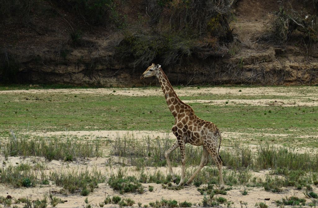 hansepuzzle 77866 - Giraffe Puzzle, 500 Teile, Tierwelt, 46,0 x 30,0cm mit hochwertiger Aufbewahrung, Kartonbox und wiederverschließbarem Beutel
