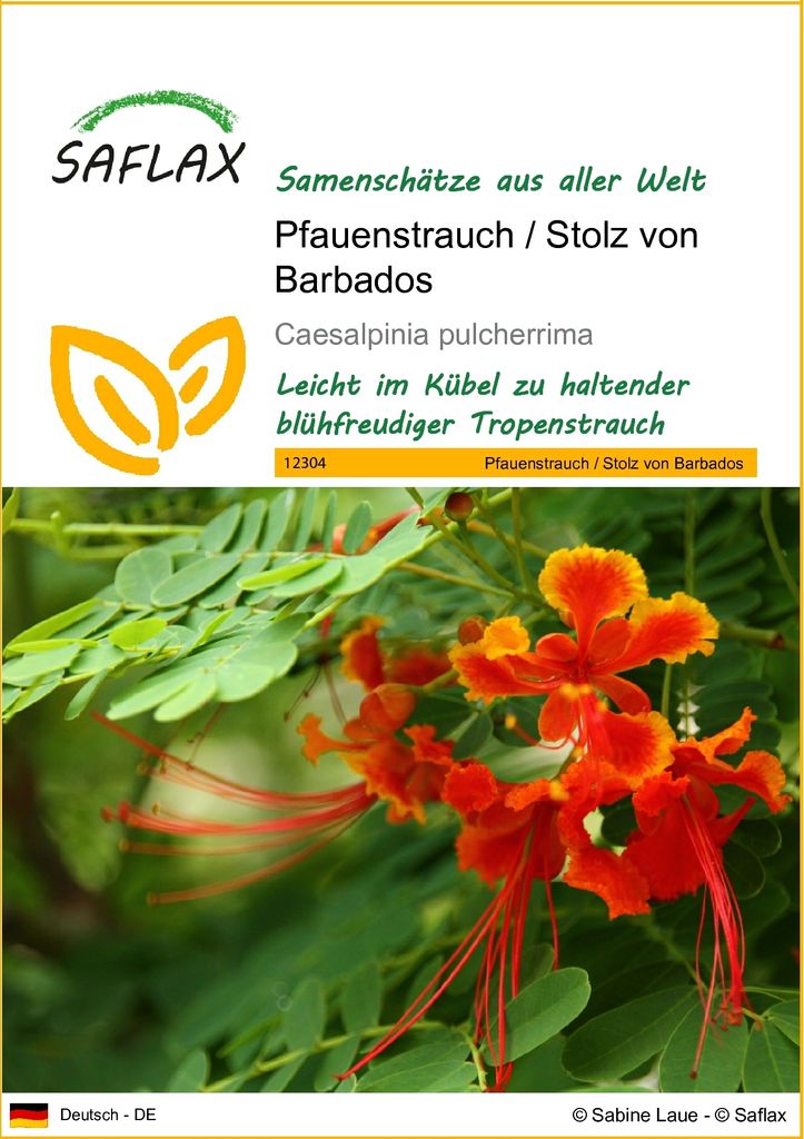 SAFLAX - Pfauenstrauch / Stolz von Barbados - Caesalpinia Produktbild 