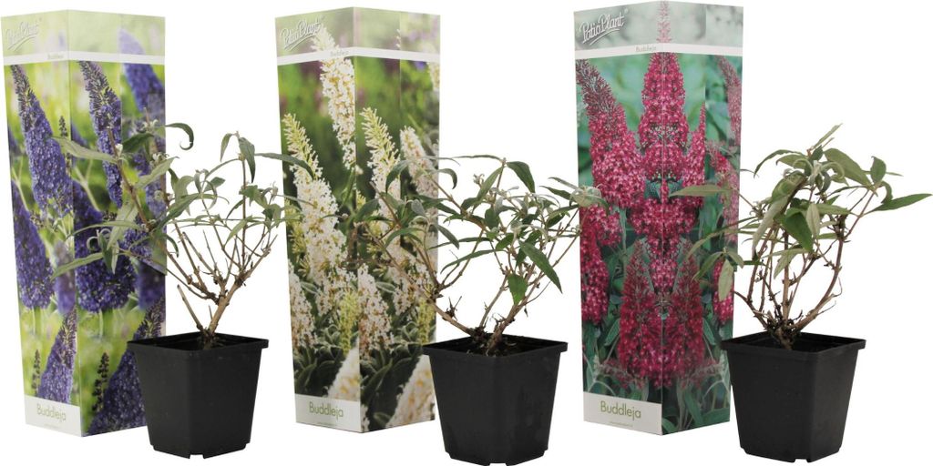 Three potted plants with decorative packaging in front of a white background.