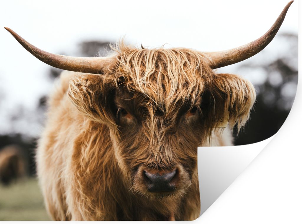 MuchoWow Wandtattoo Wandsticker Wandaufkleber Schottischer Highlander - Kuh - Gras - Tiere - Natur 40x30 cm Selbstklebend und Repositionierbar - ...