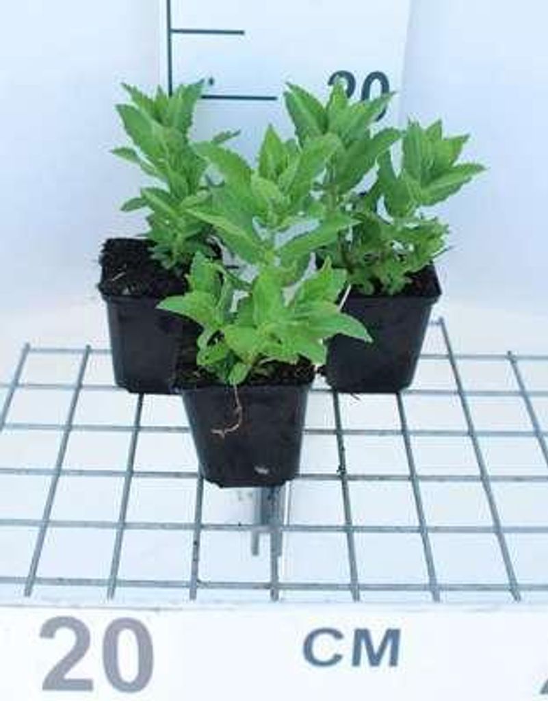 6 x Campanula lact. 'Prichard's Var.' - Bergminze - Topf 9 x 9 cm