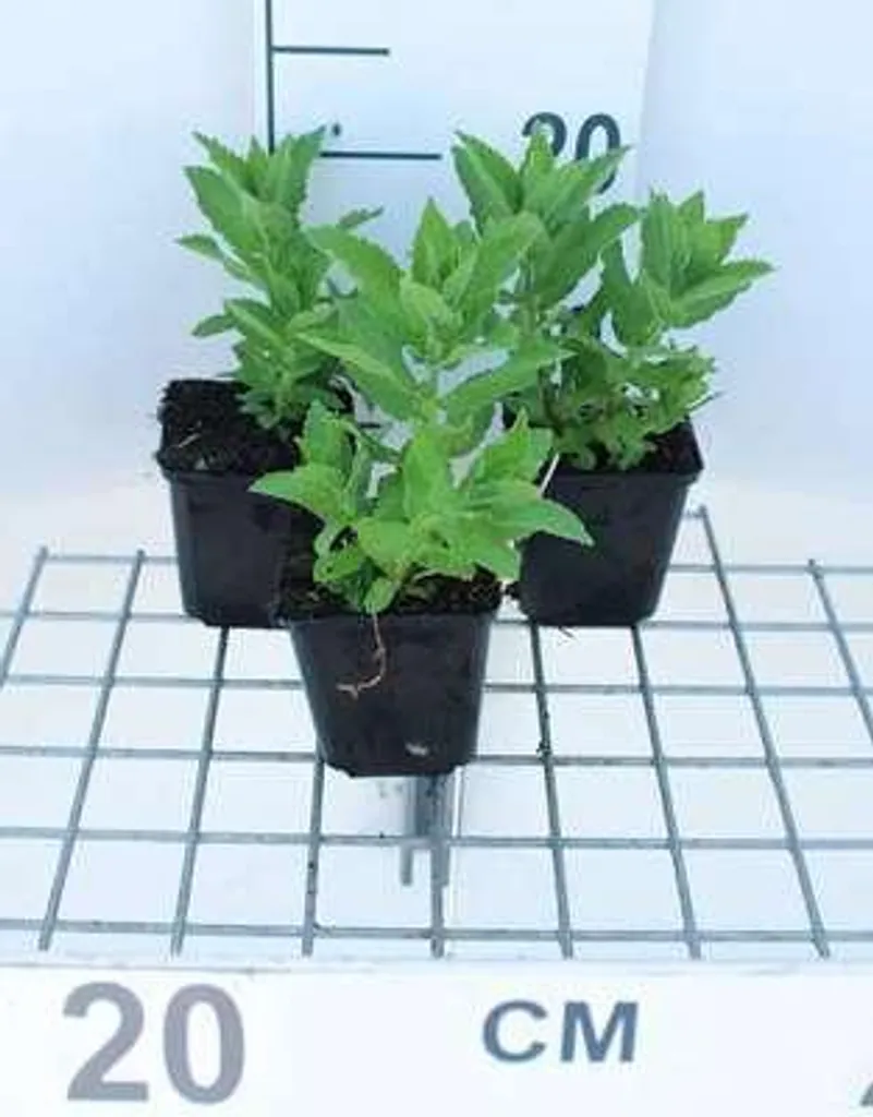 6 Campanula lactiflora Prichard's Var. - Menthe de montagne Pot 9x9cm